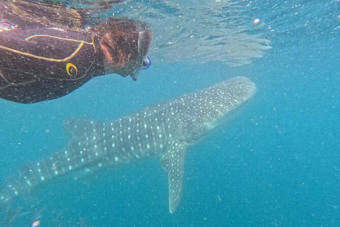 Experiences with whale sharks in La Paz - Weather and visibility: how to mentally prepare