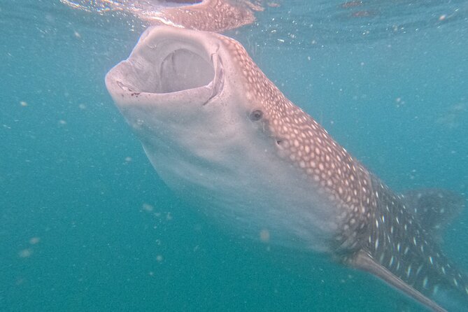 Experiences with whale sharks in La Paz - The boat ride: comfort, but expect waves