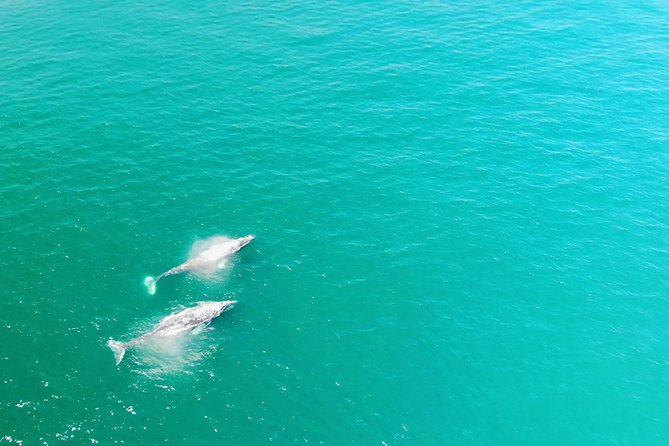 Family and Private Group Whale and Dolphin Watching - Key things I’d clock before you book
