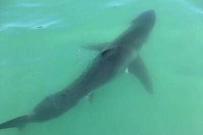 Family and Private Group Whale and Dolphin Watching - What you do for 3 hours at sea (and why it feels efficient)