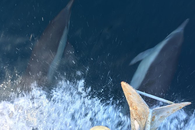 Family and Private Group Whale and Dolphin Watching - Comfort tips that actually matter on a fast RIB