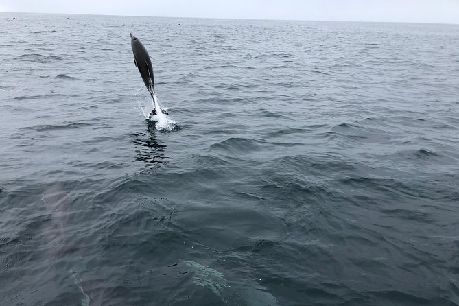 Family and Private Group Whale and Dolphin Watching - Private vs semi-private: when small-group freedom is the point