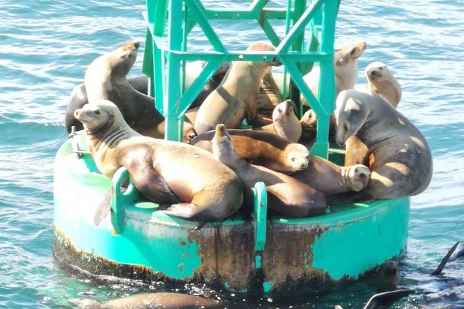 Family and Private Group Whale and Dolphin Watching - Price and value: is $150 per person fair here?