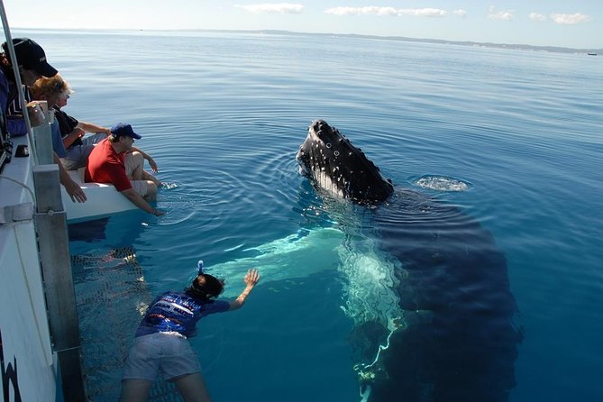 Fraser Island Whale Watch Encounter - Key things to know before you go