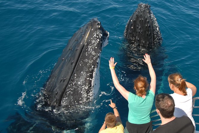Fraser Island Whale Watch Encounter - Hervey Bay start time: why the early pickup helps your whale odds