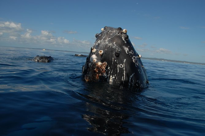 Fraser Island Whale Watch Encounter - Food and breaks: how the included lunch keeps a long day pleasant