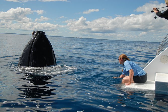 Fraser Island Whale Watch Encounter - The reality check: when sightings are fewer (and what to do about it)