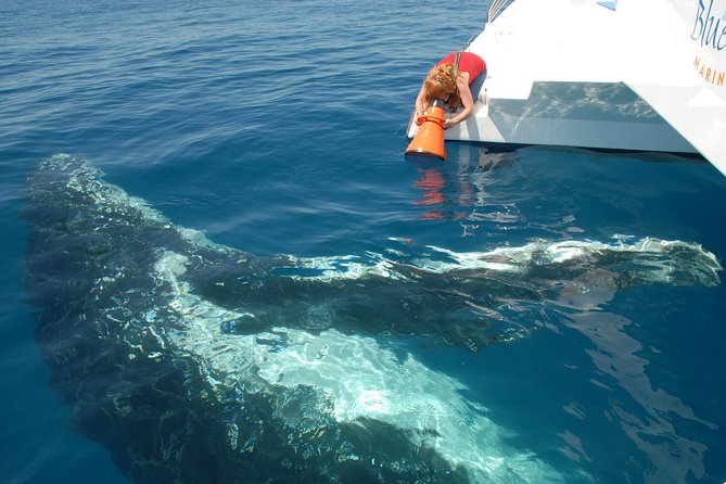 Fraser Island Whale Watch Encounter - Who this tour fits best in Hervey Bay