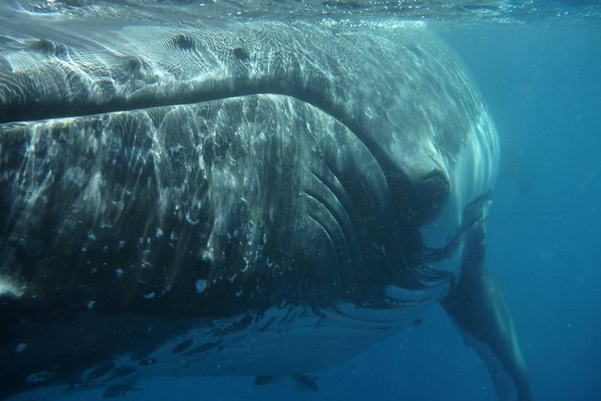 Fraser Island Whale Watch Encounter - The catamaran and the “up-close but respectful” approach
