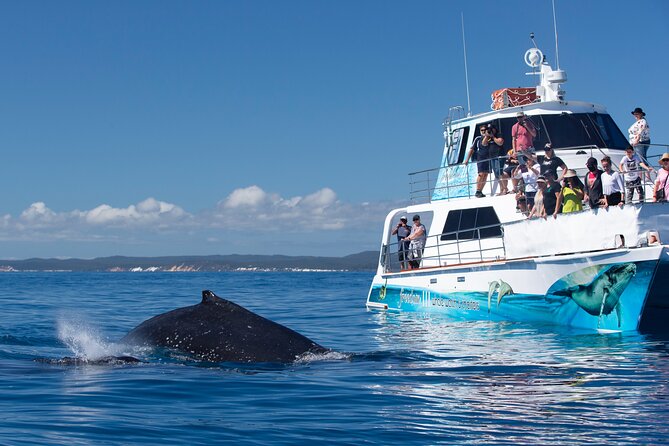 Freedom 3/4 Day Hervey Bay Premium Whale Watching Cruise - Freedom III whale watching: why Platypus Bay is such a good bet