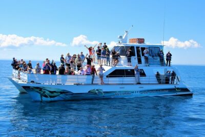 Freedom 3/4 Day Hervey Bay Premium Whale Watching Cruise - The day’s flow: morning tea, whale search, lunch, and a calmer return