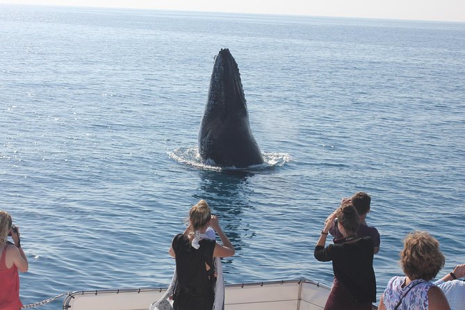 Freedom 3/4 Day Hervey Bay Premium Whale Watching Cruise - Price and value: what you’re paying for in real-world terms