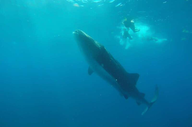 From Cancún: Half-Day Snorkeling with Whale Sharks - Key things to know before you go