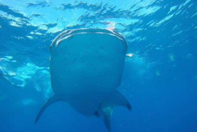From Cancún: Half-Day Snorkeling with Whale Sharks - The snorkeling part: gear, safety, and meeting the giants