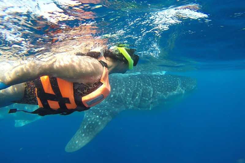 From Cancún: Half-Day Snorkeling with Whale Sharks - What Isla Mujeres is for: lunch and a short Playa Norte reset