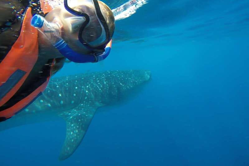 From Cancún: Half-Day Snorkeling with Whale Sharks - Boat time, snacks, and the value question