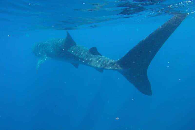 From Cancún: Half-Day Snorkeling with Whale Sharks - Comfort details that make a difference (and the few rules that matter)