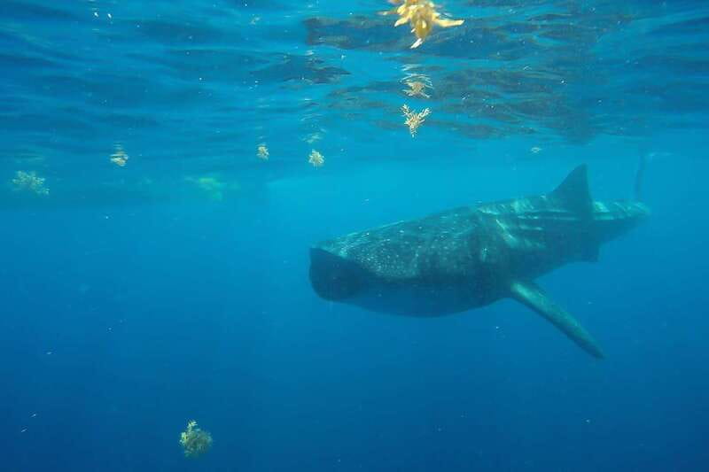 From Cancún: Half-Day Snorkeling with Whale Sharks - What the guides seem to do well (and why it shows in the moment)