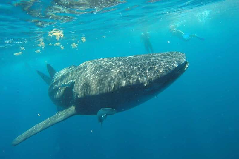 From Cancún: Half-Day Snorkeling with Whale Sharks - What you might see from the boat besides whale sharks