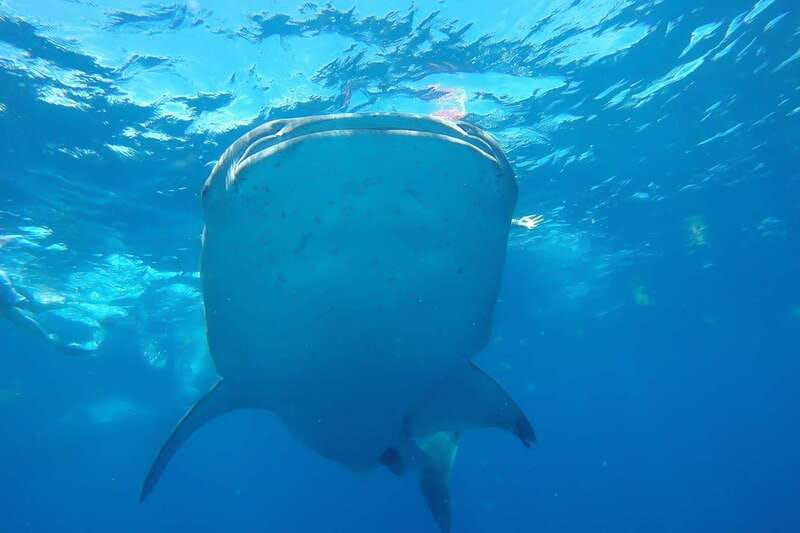 From Cancún: Half-Day Snorkeling with Whale Sharks - The snorkeling part: gear, safety, and meeting the giants