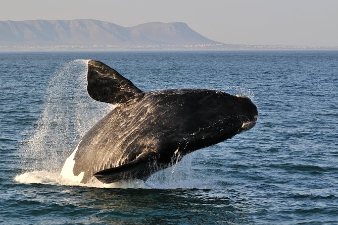 From Cape Town: Full Day Guided Hermanus and Whale Tour - Key Highlights You’ll Actually Feel in Your Day