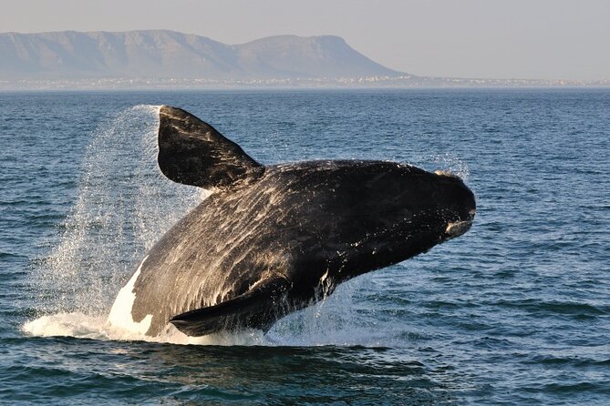 From Cape Town: Full Day Guided Hermanus and Whale Tour - Peregrine Farm Stall (Padstal): A Food Stop You’ll Want to Take Home