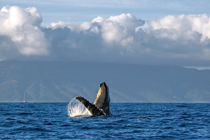 From Ma'alaea Harbor, Maui: Whale Watch Cruise Aboard Malolo - Key things I’d focus on