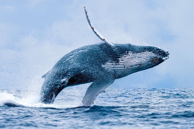 From Ma'alaea Harbor, Maui: Whale Watch Cruise Aboard Malolo - Onboard comfort on Malolo: shade, restrooms, and bar