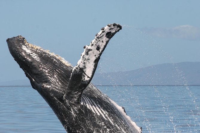 From Ma'alaea Harbor, Maui: Whale Watch Cruise Aboard Malolo - Sea state, seating, and how to see whales anyway