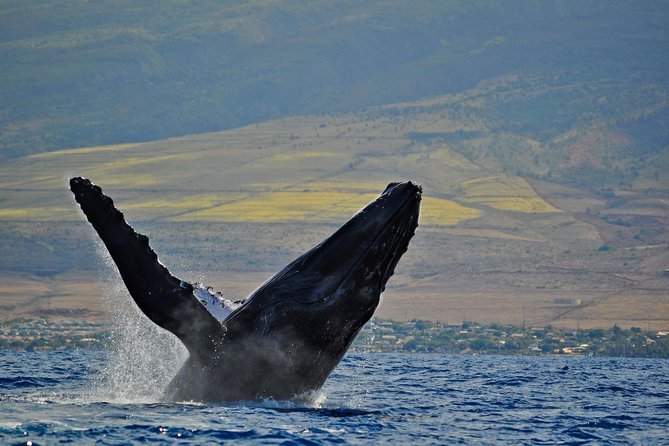 From Ma'alaea Harbor, Maui: Whale Watch Cruise Aboard Malolo - Price, included drinks, and tipping reality