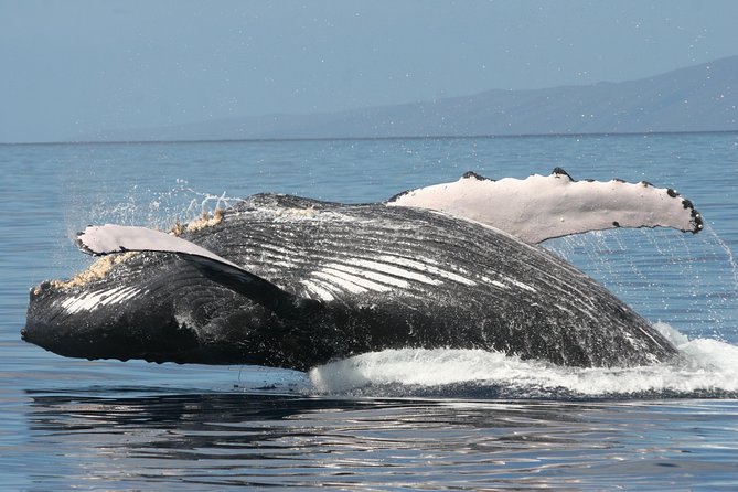 From Ma'alaea Harbor, Maui: Whale Watch Cruise Aboard Malolo - Should you book Malolo whale watching from Maalaea?