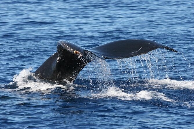 From Ma'alaea Harbor: Sunset Whale Watch Tour Aboard the Malolo - What you’re really buying: whale spotting plus whale song