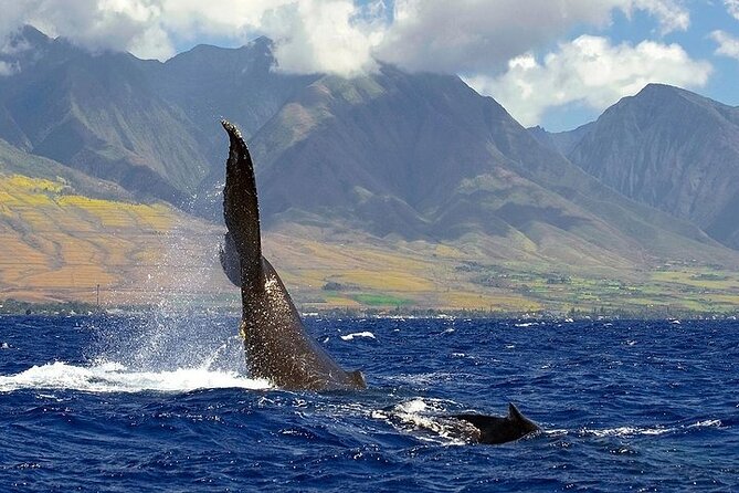 From Ma'alaea Harbor: Sunset Whale Watch Tour Aboard the Malolo - Onboard experience: high-speed comfort, drinks, and smart seating