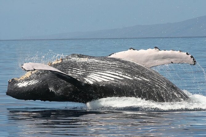 From Ma'alaea Harbor: Sunset Whale Watch Tour Aboard the Malolo - The whale behavior lesson: what those terms mean while you’re watching
