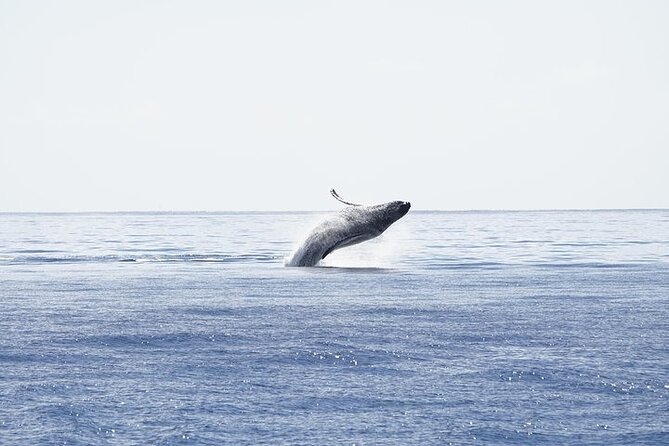 From Ma'alaea Harbor: Sunset Whale Watch Tour Aboard the Malolo - The actual itinerary: two guided segments, one continuous search