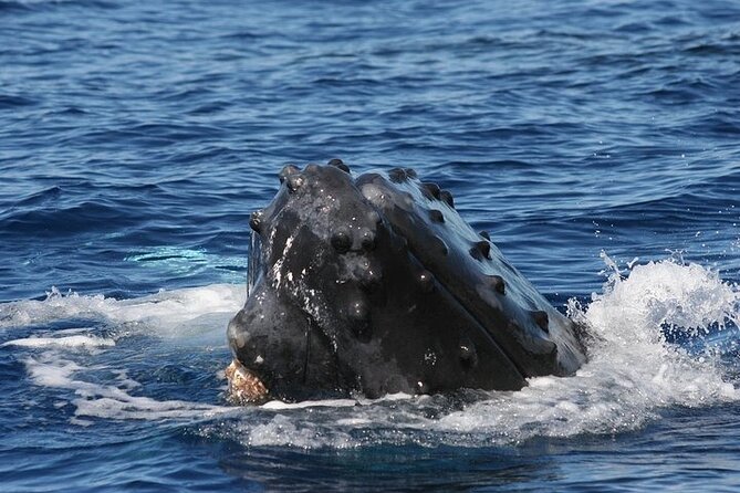 From Ma'alaea Harbor: Sunset Whale Watch Tour Aboard the Malolo - Price and value: $49.95 is the bargain, but verify the boat