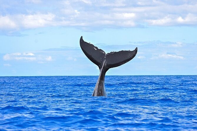 From Ma'alaea Harbor: Sunset Whale Watch Tour Aboard the Malolo - The 3:30 pm schedule: how sunset fits (or doesn’t)