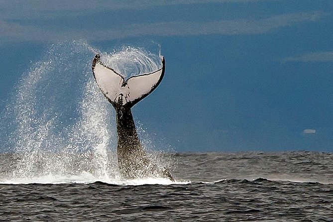 From Ma'alaea Harbor: Whale Watch Cruise Aboard the Malolo - Price and value: what $49.95 buys you on Maui water