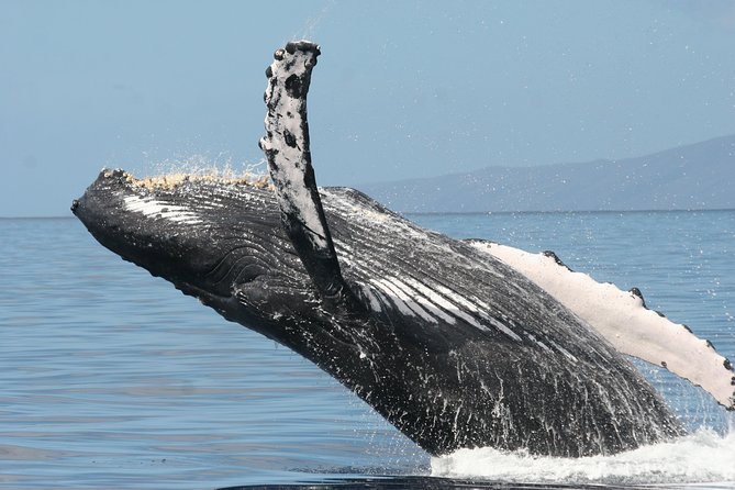 From Maalaea: Whale Watching Tour Aboard the Quicksilver - Seating Strategy: Getting Views Without a Nausea Tradeoff