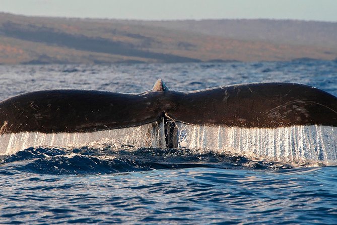 From Maalaea: Whale Watching Tour Aboard the Quicksilver - Who This Tour Fits Best (and Who Might Want a Longer Sail)