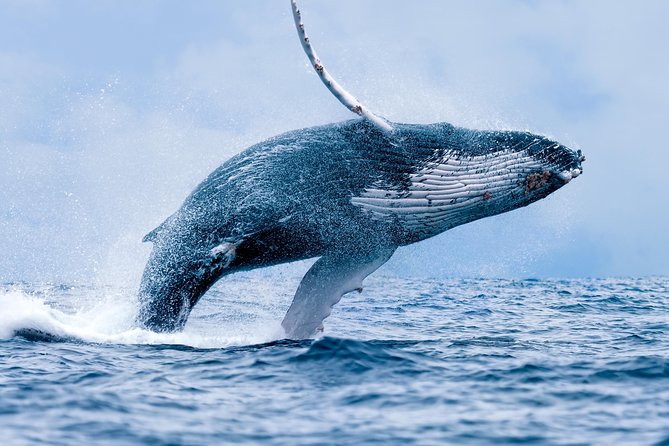 From Maalaea: Whale Watching Tour Aboard the Quicksilver - Onboard Hydrophones: Turning Whale Songs Into a Real Experience