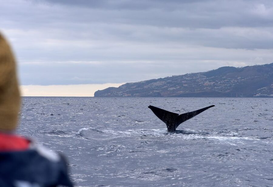 From Machico: Madeira Whale and Dolphin Watching Boat Tour - From Marina Machico to open water: the tour’s real vibe