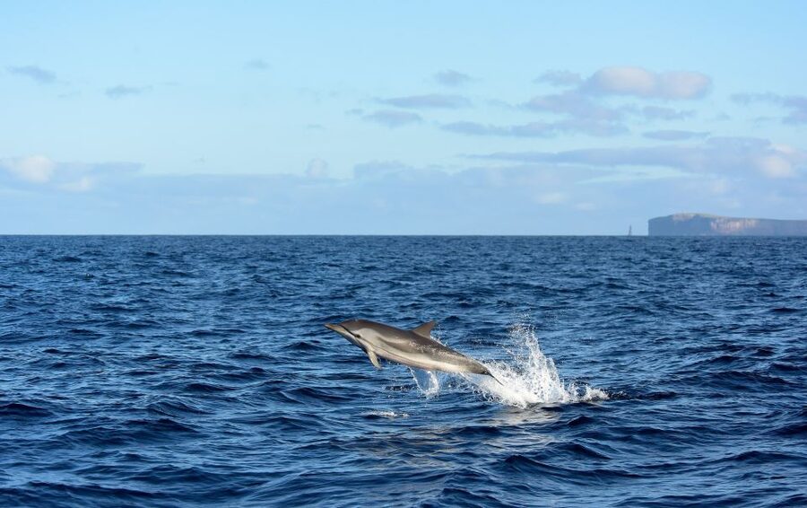 From Machico: Madeira Whale and Dolphin Watching Boat Tour - Meeting point and first steps with Scorpio Madeira