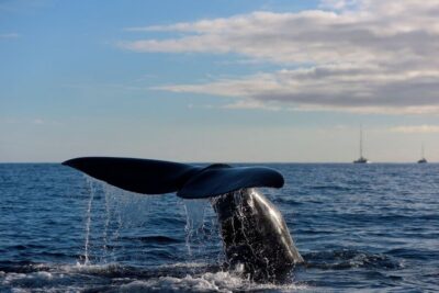 From Machico: Madeira Whale and Dolphin Watching Boat Tour - The marine biologist briefing: where the experience starts