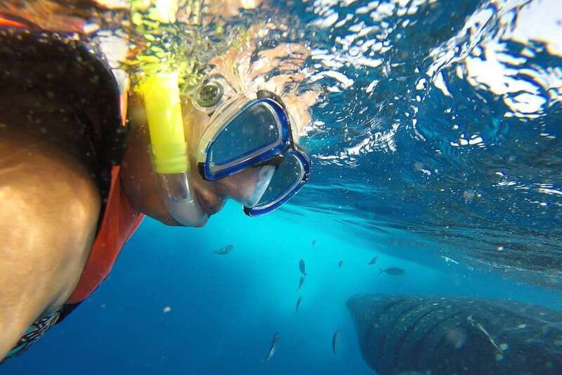 From Playa del Carmen: Whale Shark Tour - Why This Playa del Carmen Whale Shark Tour Feels Worth It