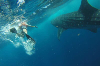 From Playa del Carmen: Whale Shark Tour - The Ride Out: Van Time, Speedboat Time, and What It Means for You