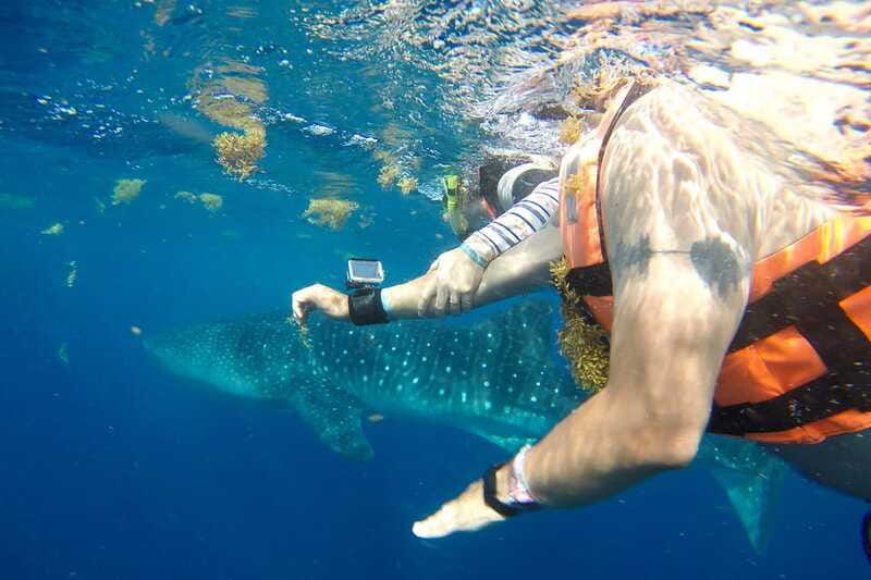 From Playa del Carmen: Whale Shark Tour - Swimming With Gentle Giants: How the Whale Shark Time Is Structured