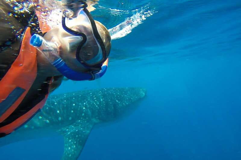 From Playa del Carmen: Whale Shark Tour - Small-Group Guides and the Human Part of the Day