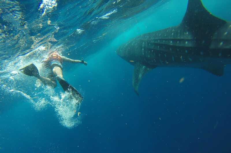 From Playa del Carmen: Whale Shark Tour - Isla Mujeres Playa Norte Lunch: More Than a Break