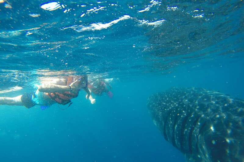 From Playa del Carmen: Whale Shark Tour - Who Should Book This Whale Shark Snorkel (and Who Should Skip)